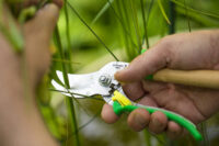 Frühlingserwachen mit Opinel