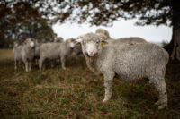 Nachhaltigkeit im Fokus: Eco Merino und KBT-zertifizierte Wolle