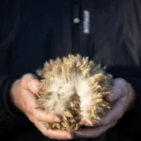 Feinste Bio-Merinowolle aus Südamerika: Warm, wenn’s kalt ist. Kühl, wenn’s heiss wird